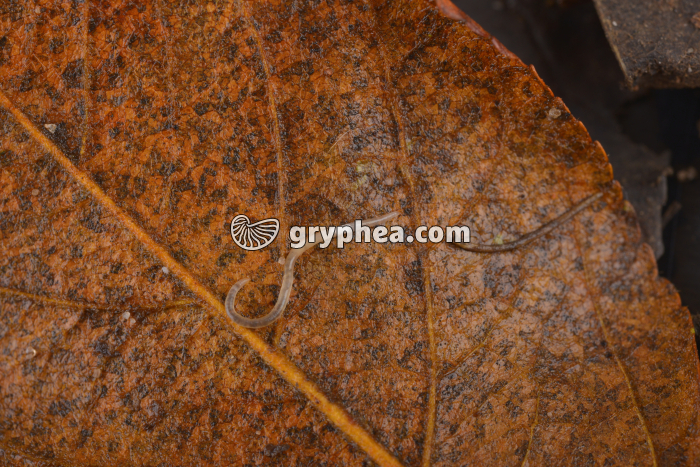 Enchytréide - gryphea.com